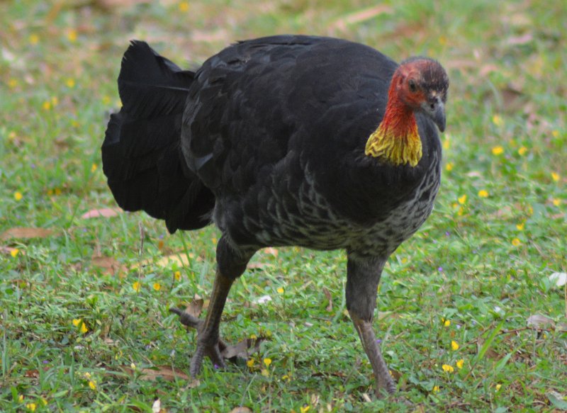 CrystalCk01 (5).JPG - Brush Turkey (aka Scrub Turkey page 20)